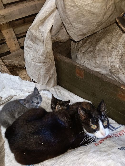 Віддам кошенят безкоштовно