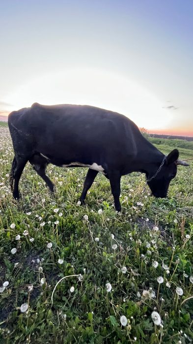 Продам молоду корівку
