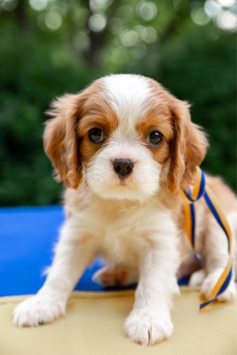 Кавалер кинг чарльз спаниель КСУ