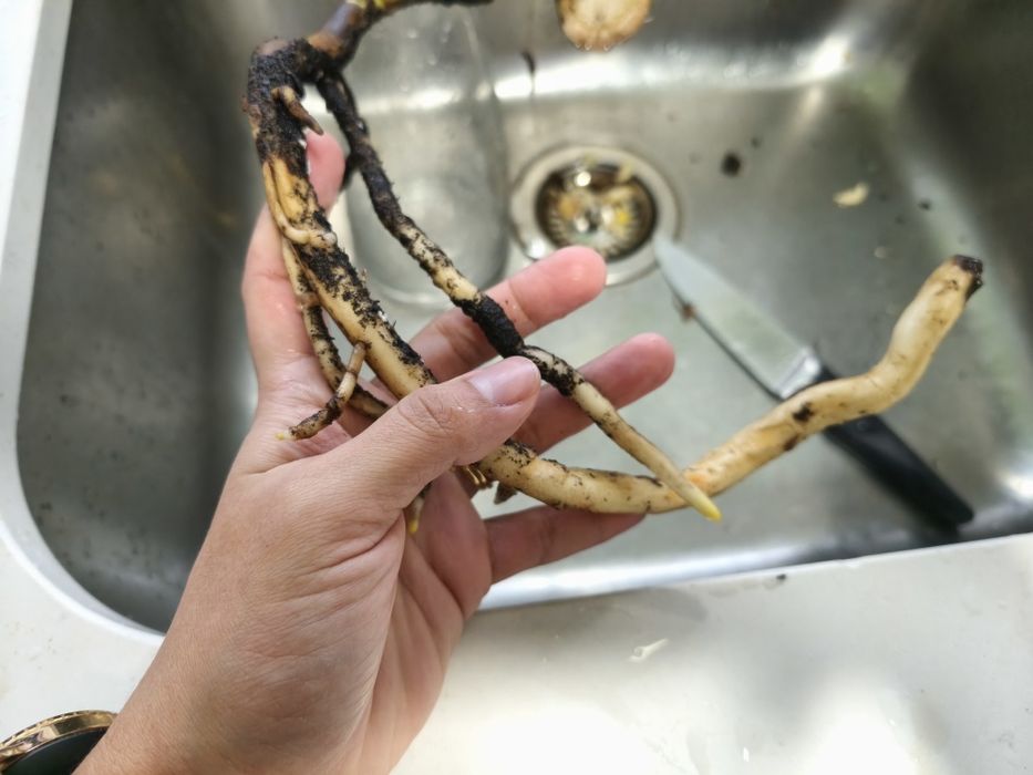 Planta - cutting  monstera Thai