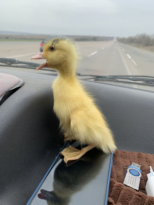 Утята гусята цыплята суточные