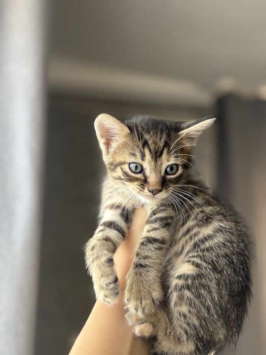 Кошеня дівчинка шукає дім