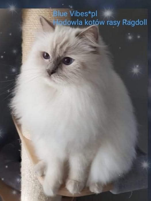 Koteczka ragdoll blue colourpoint