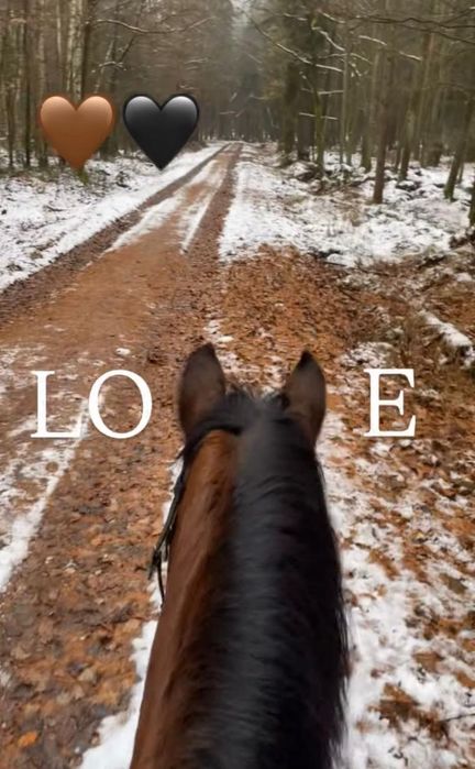 Jazdy i tereny na koniach