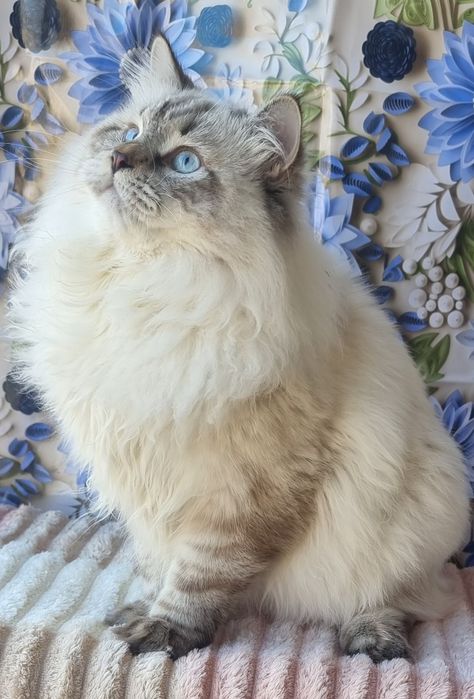 Сибірський котик