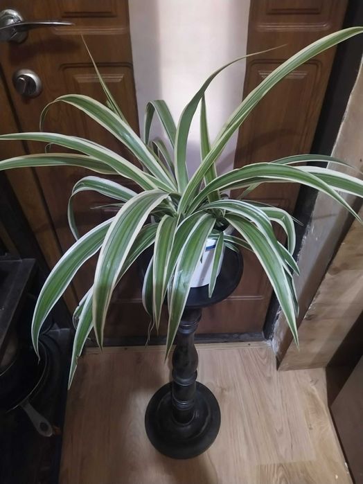 Цветок хлорофитум.