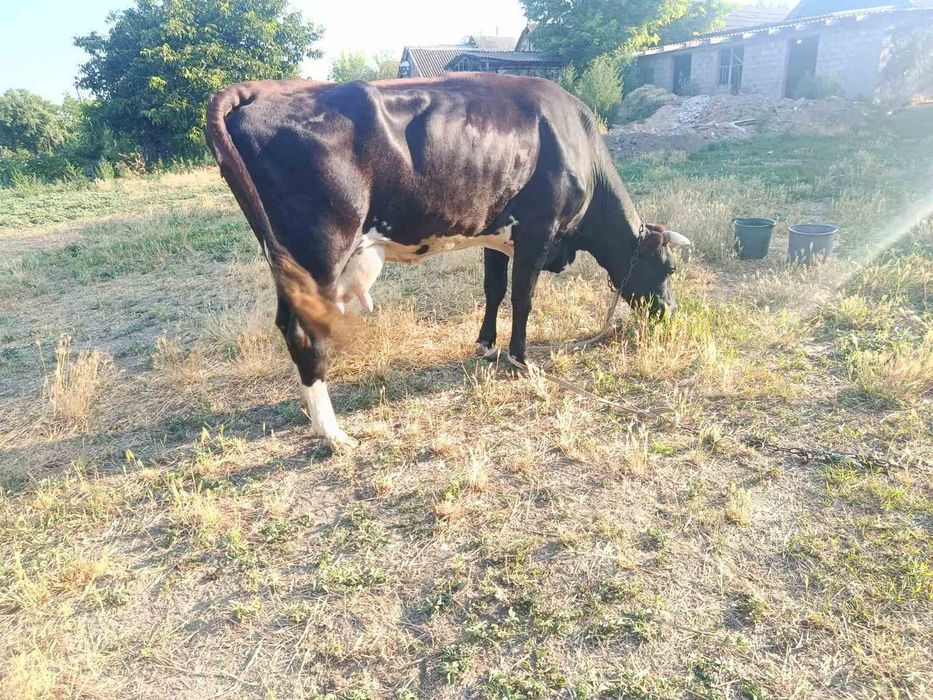 Продам корову на хозяйство