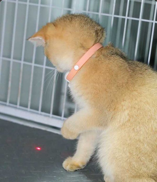Нашийник для котів із лазером/Ошейник для кошек с лазером,