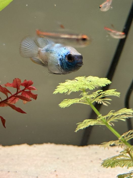 Acara Eletric Blue (3 meses) - Gondomar