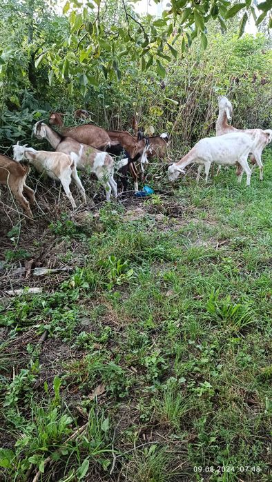 Продам англо-нубійські кози і козлики.