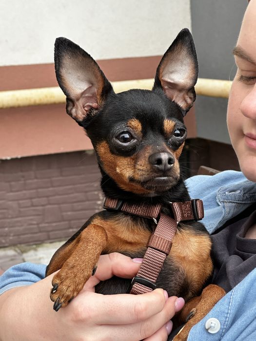 Вʼязка / злучка той-терʼєр стандарт