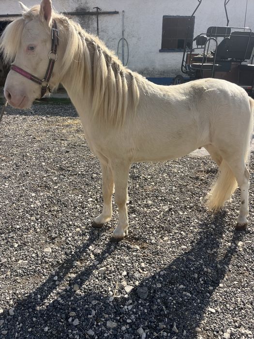 Ponei mini cavalinho fallabela