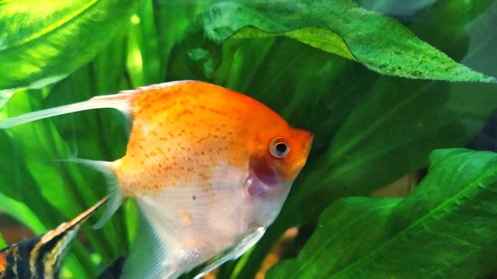 Скалярії  (angel fish)