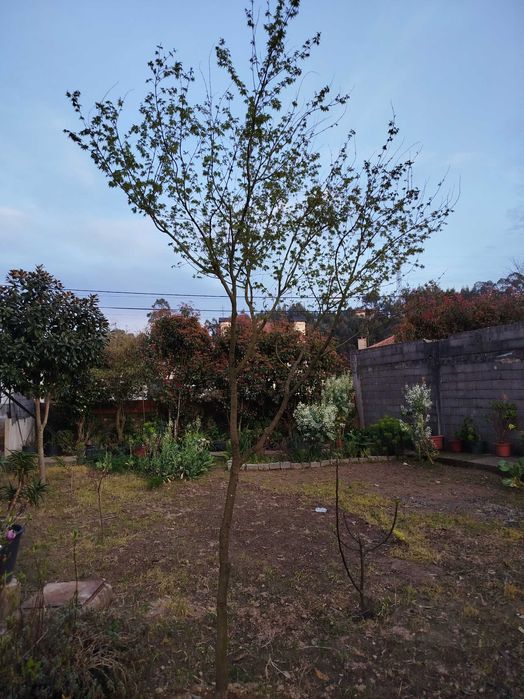 Ácer palmatum verde folha pequena 3,50m