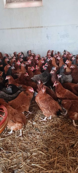 KURY NIOSKI z wolnego wybiegu ! Rossa Messa Sussex i inne zapraszam !!