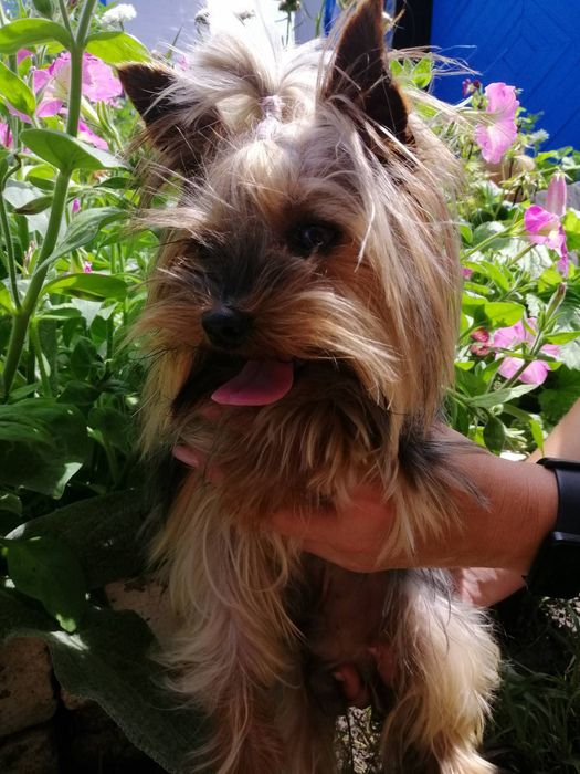 В'язка Міні Йорк