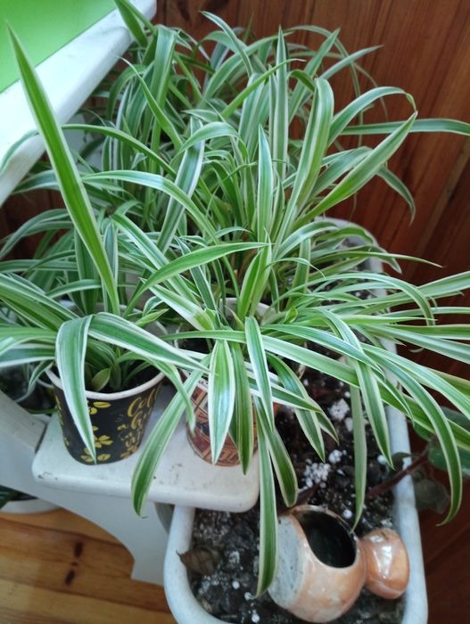 Хлорофітум кімнатна рослина