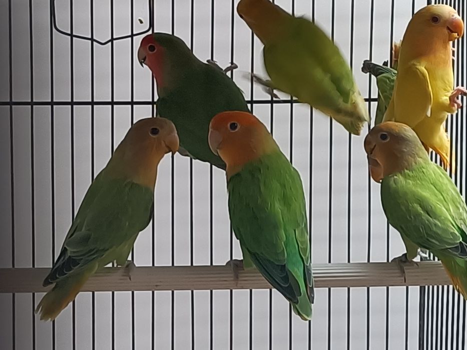 Tenho vários agapórnis roseicollis e periquitos hagoromos para cedência