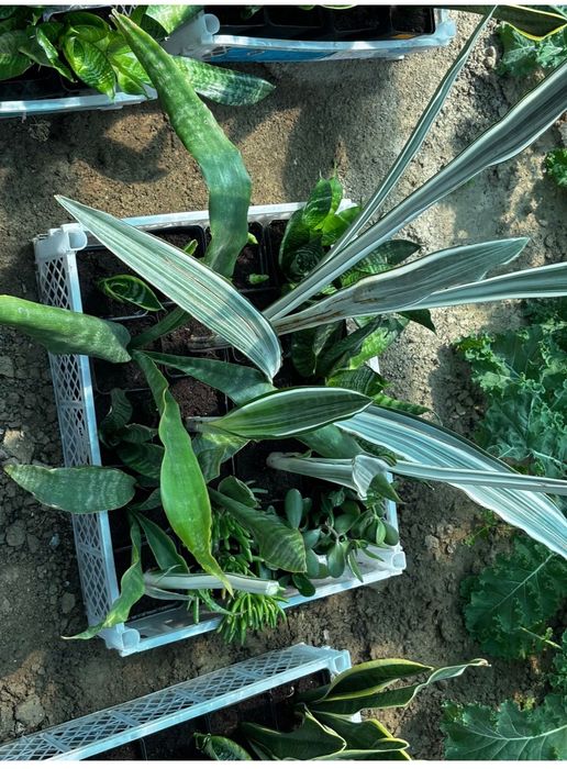 Sansevieria sanseweria