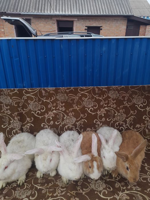 Продам кроликів метіси