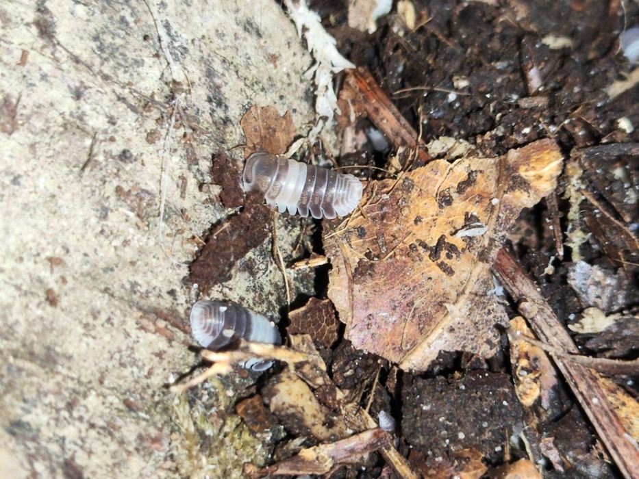 Cubaris panda King isopody