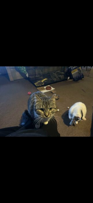 Mgiełka i Mżawka do adopcji - pokochaj koteczki