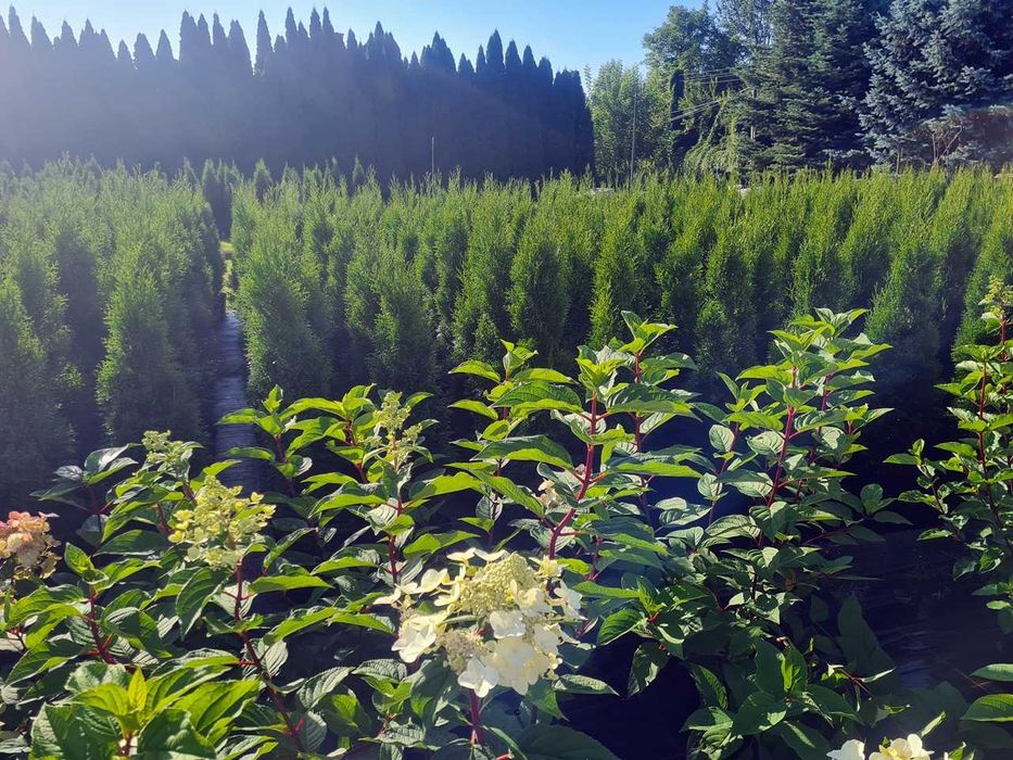 Tuja Szmaragd Szmaragdowa Tuje Szmaragdy 150CM Wys hodowane w doniczce