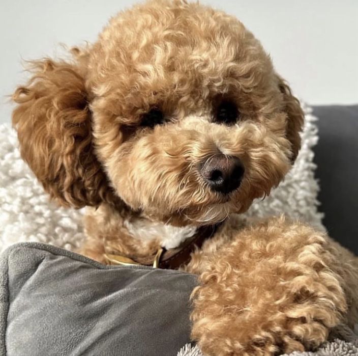 Bichpoo/poochon/bichon frise
