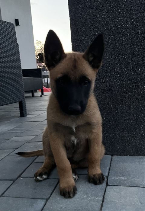 Owczarek belgijski