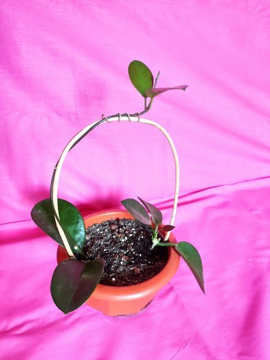 Хойя. Кімнатна рослина