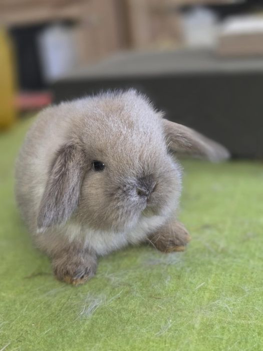Karzełek baranek, baranek karzełek. Mini lop..rodowód. Hodowla zarejes