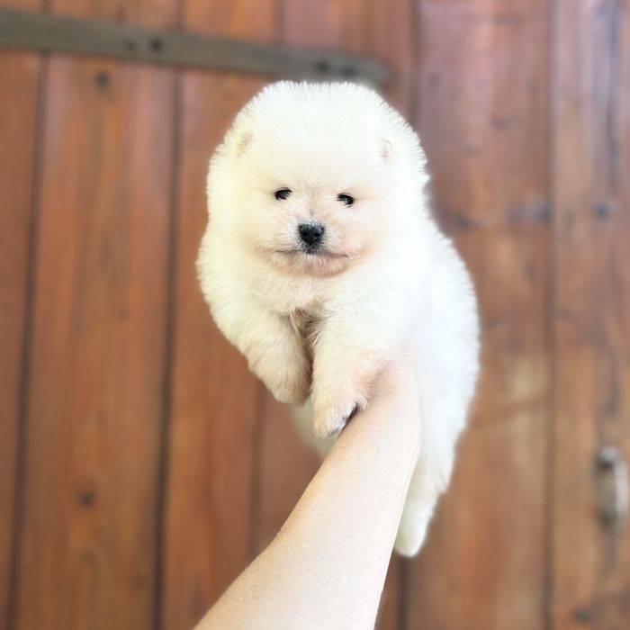 ляльковий ведмедик шоу классу