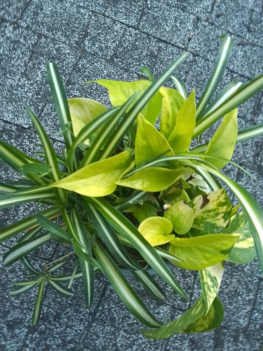 Zielistka ep trikolor  epi neon pothos
