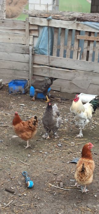 Sprzedam koguty jednoroczne.