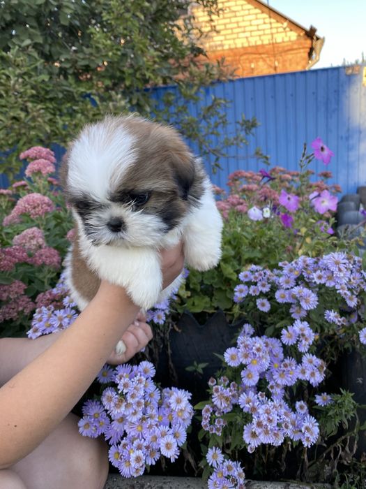 хлопчик  шитцу привитий з родоводом