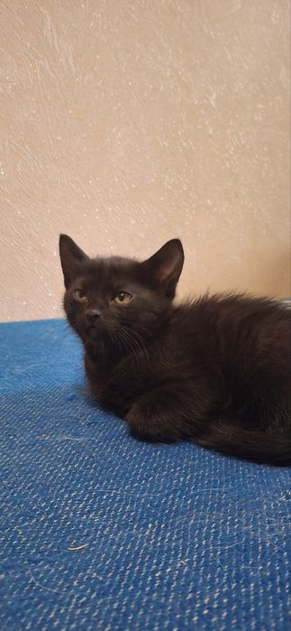 Віддам кошенят безкоштовно