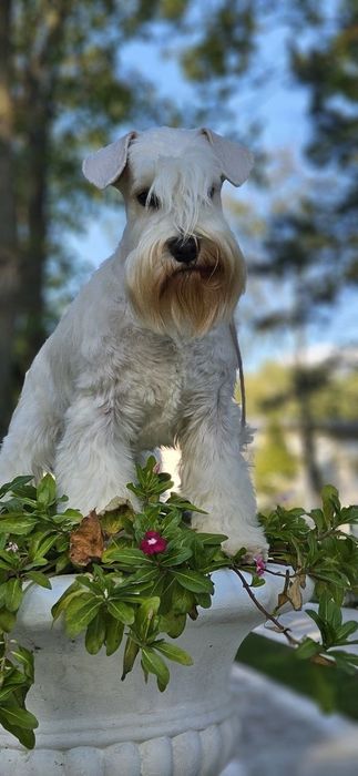 Щенок белого цвергшнауцера