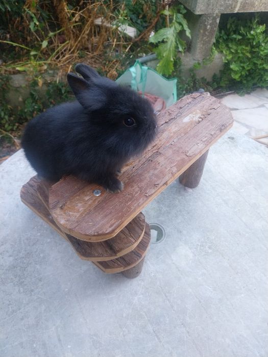 Coelho anao minilop angorá nederland dwarf  cabeca de leão
