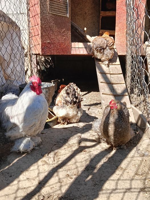 Jajka lęgowe karzełek kochin