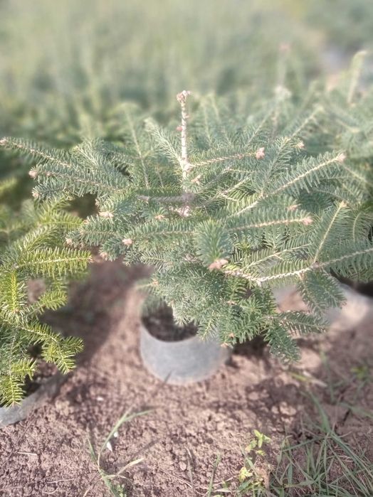 Пихта испанская, кавказская