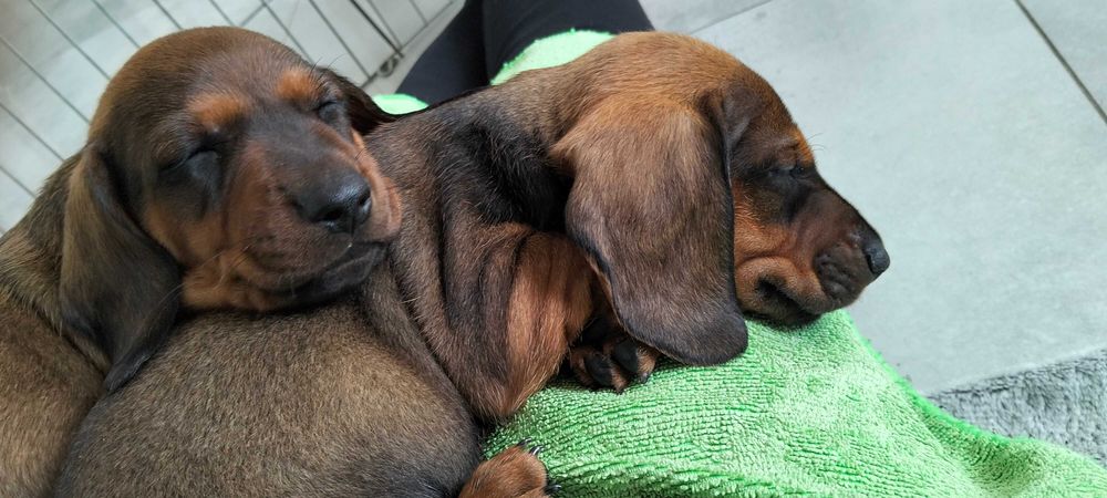 Jamnik krótkowłosy standard