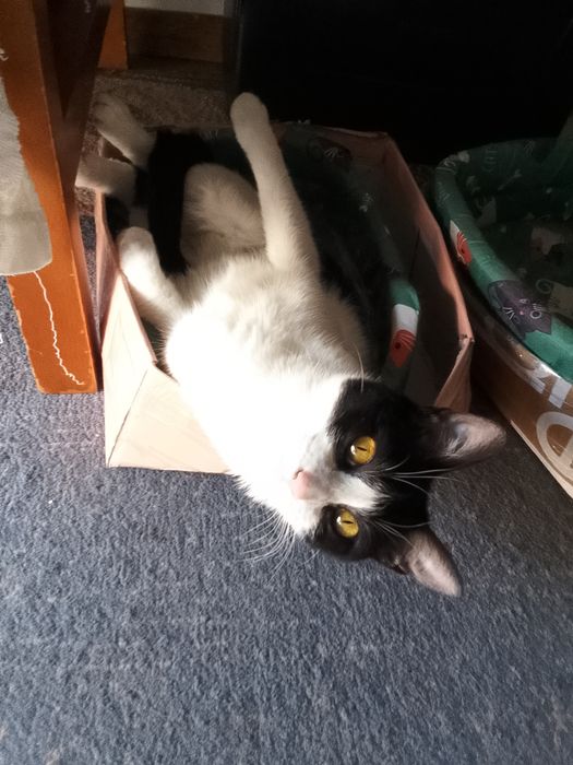 Cuidadora de gatos em domicílio