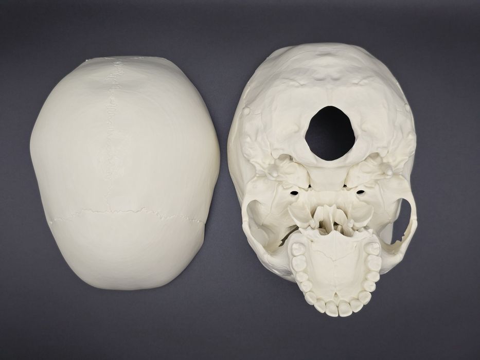Model czaszki anatomicznej - wydruk 3D