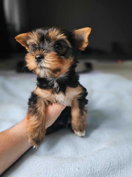 Dziewczynka Yorkshire Terrier Śliczna Malutka Chip Wyprawka Rodowód