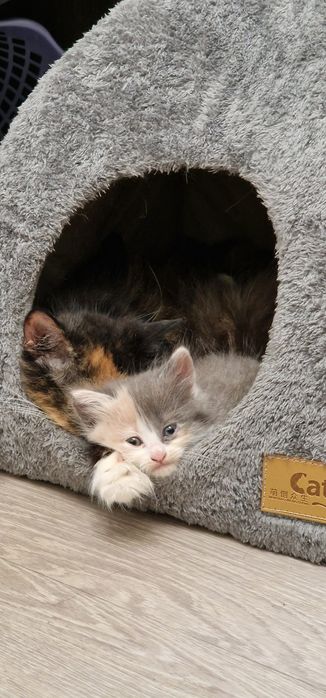 Кошенята в добрі курки