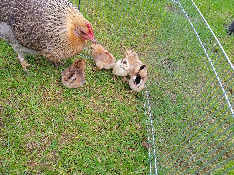 Kury rasowe brachmy kochiny liliputy karzełki łapciate  silki