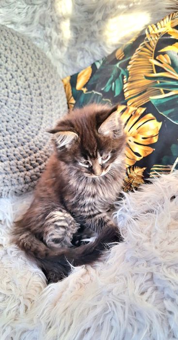 Maine Coon - kocurek