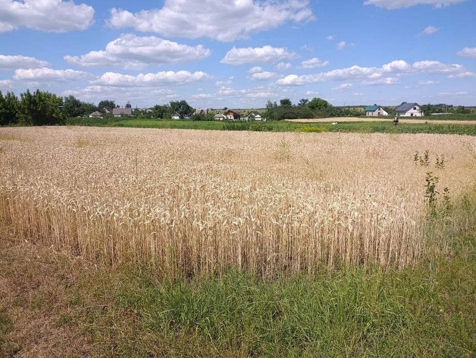 Продам земельну ділянку с. Зелена Діброва