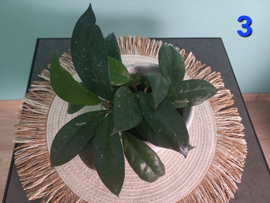 Hoja kwiat doniczkowy, roślina pokojowa