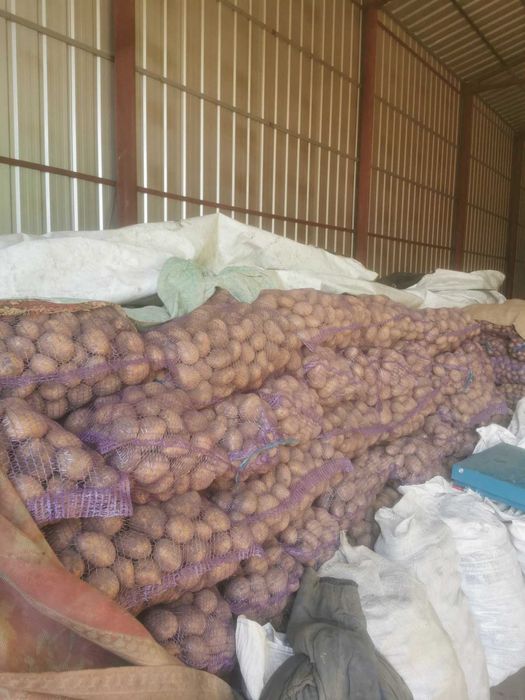 Продам картоплю коннект